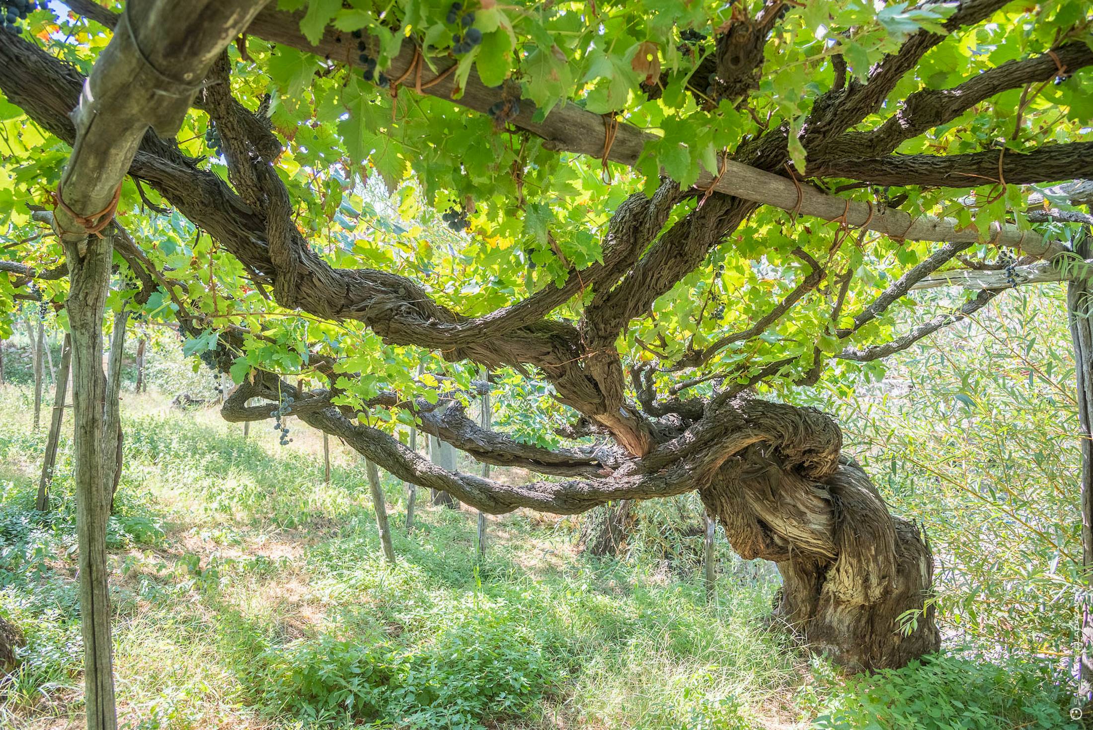 200918-_DSC2299-HDR_web_salvatoreguadagno.com