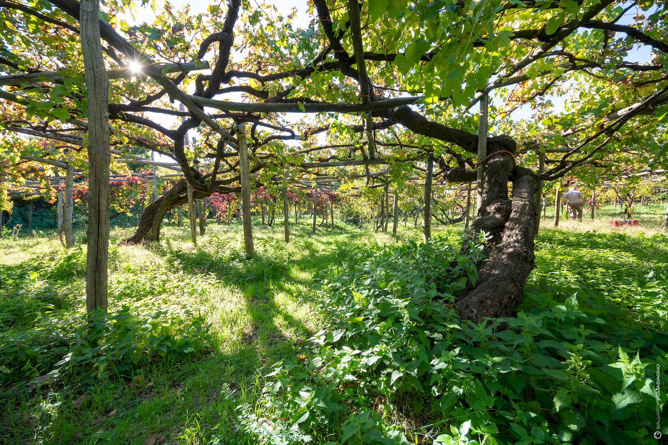 _DSC5485_web_salvatoreguadagno.com