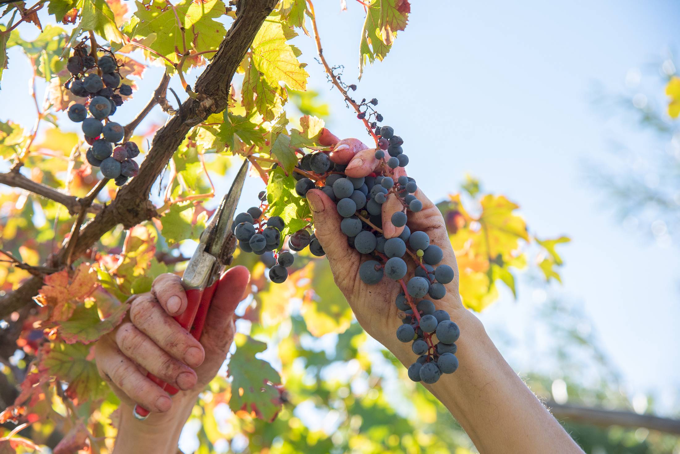 _DSC5540_print_salvatoreguadagno.com